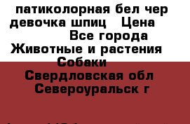 патиколорная бел/чер девочка шпиц › Цена ­ 15 000 - Все города Животные и растения » Собаки   . Свердловская обл.,Североуральск г.